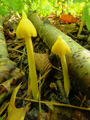 Entoloma murrayi