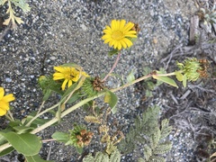 Grindelia stricta