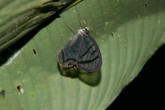 Dulcedo polita