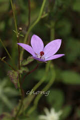 Pseudocodon convolvulaceus