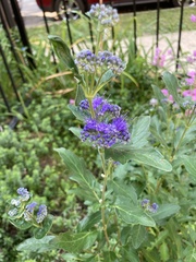 Caryopteris