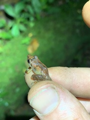 Pristimantis altamnis