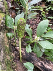 Amorphophallus paeoniifolius