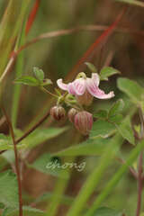Clematis ranunculoides
