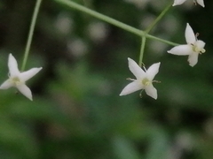 Galium