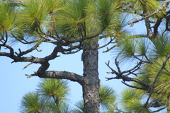 Dryobates borealis
