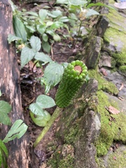 Amorphophallus paeoniifolius