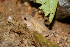 Rhinella alata