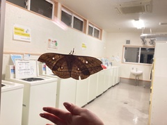 Antheraea yamamai yamamai
