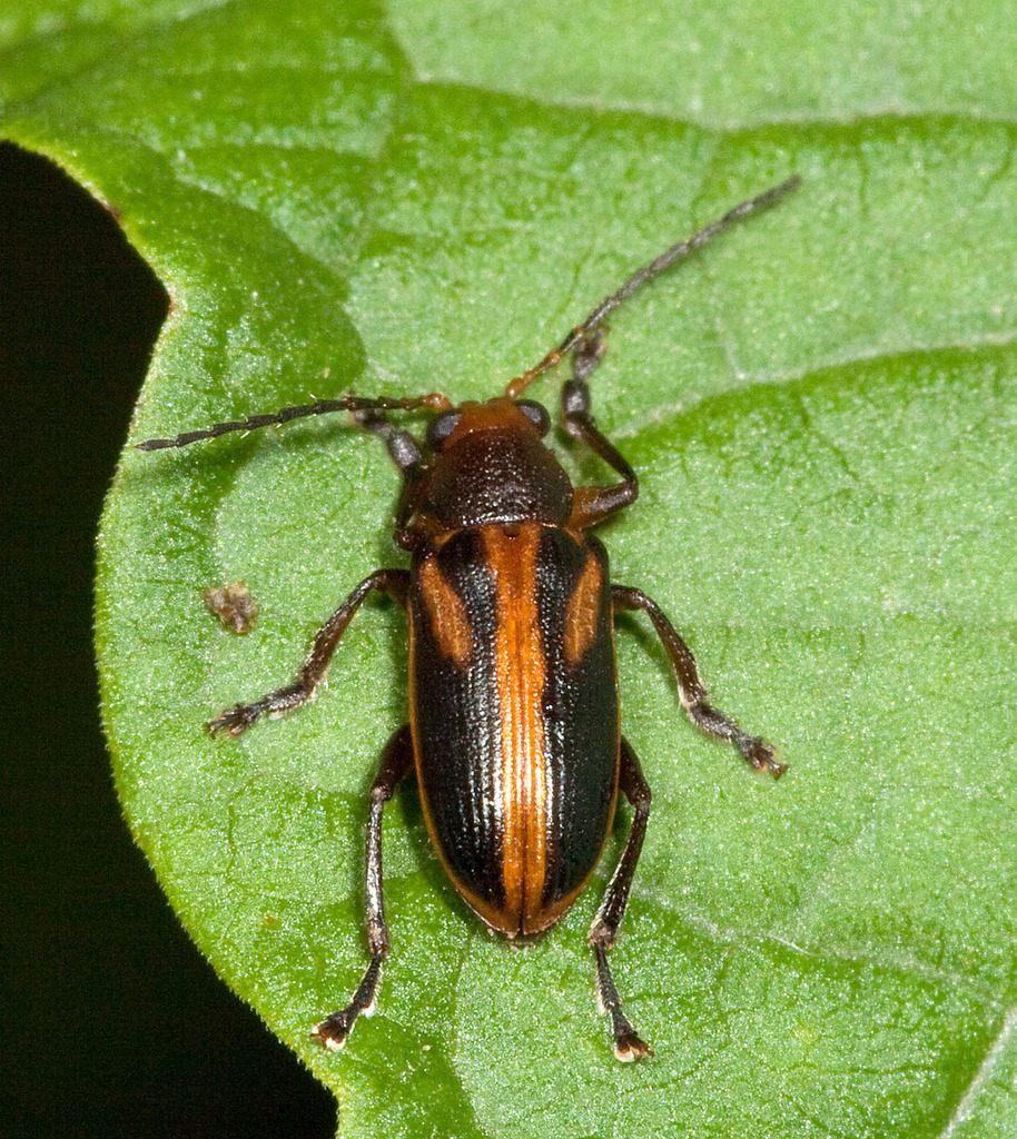 Metaxyonycha denieri