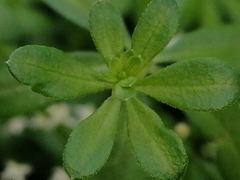 Galium