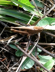 Aiolopus strepens
