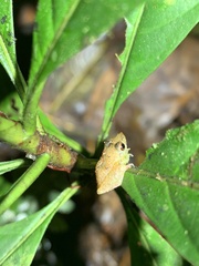 Pristimantis altamnis