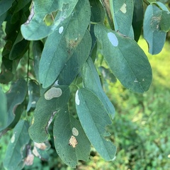 Macrosaccus robiniella