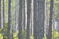Dryobates borealis