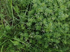 Galium