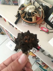 Eucalyptus conferruminata