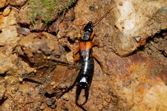 Carcinophora americana