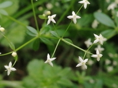 Galium