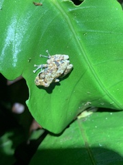 Pristimantis ventrimarmoratus