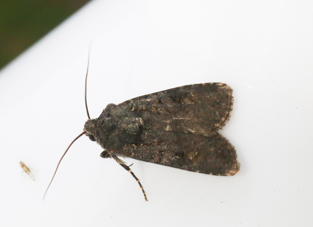 Garden Dart