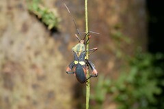 Schaeferocoris ecuadorensis