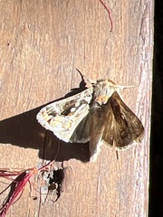 Argyrogramma verruca