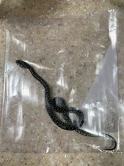 Lampropeltis holbrooki