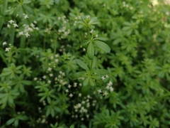 Galium