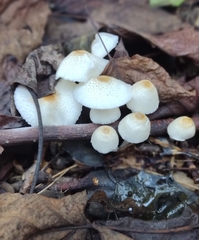 Lepiota cristata