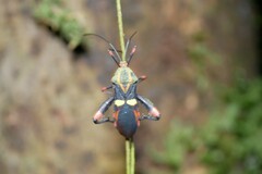 Schaeferocoris ecuadorensis
