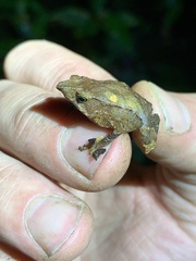 Rhinella festae