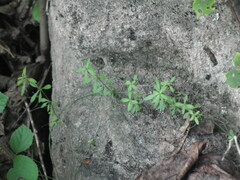 Galium triflorum