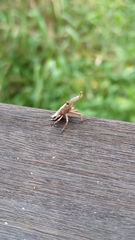 Pyrops watanabei