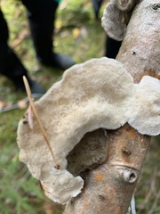 Climacocystis borealis