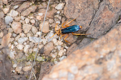 Hemipepsis tamisieri