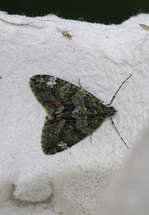 Chloroclysta siterata