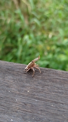 Pyrops watanabei