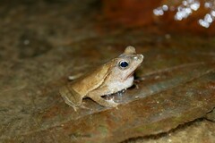 Rhinella alata