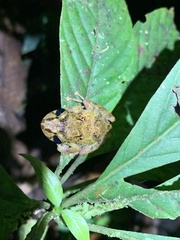 Pristimantis mallii