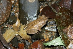 Rhinella alata