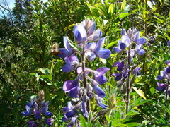 Lupinus heptaphyllus
