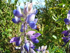 Lupinus heptaphyllus