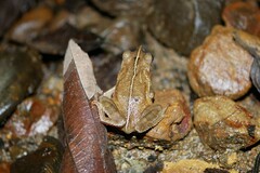 Rhinella alata