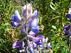 Lupinus heptaphyllus