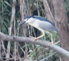 Nycticorax nycticorax
