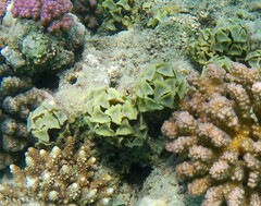 Turbinaria decurrens