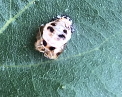 Coccinellinae