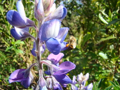 Lupinus heptaphyllus