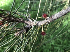 Allocasuarina verticillata